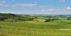 vino